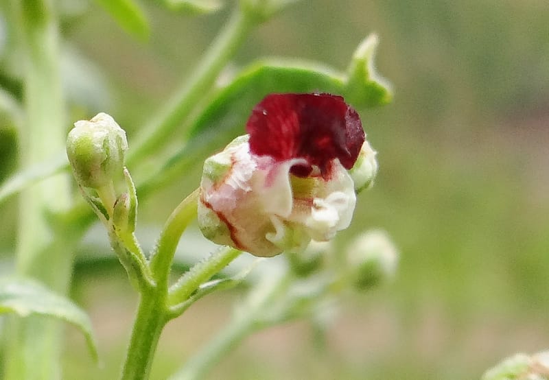 Scrophularia--Kurdistan. Hawraman. Stop 5. 22 May 2013. DSC04493 (41).JPG