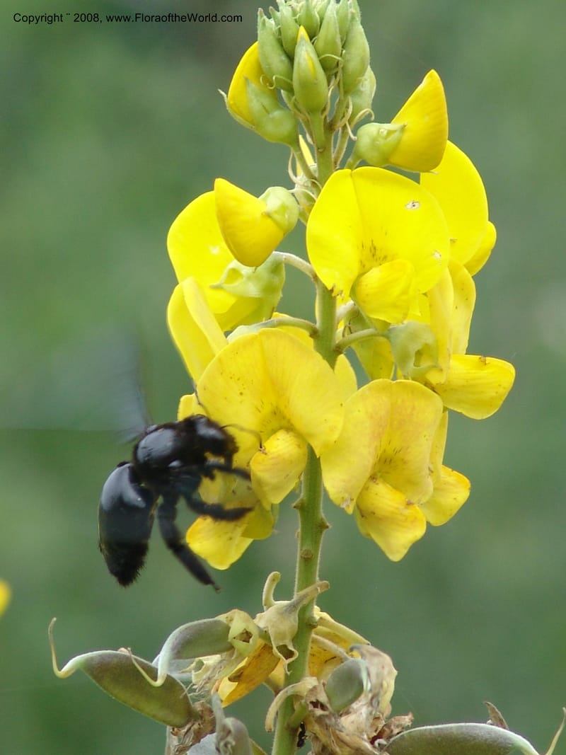 Crotalaria micans, Xylocopa, AAraujoM3097--Bolivia. Pq. Nal. Madidi. Rio Yariapo. 25 Sep 06. 054.jpg