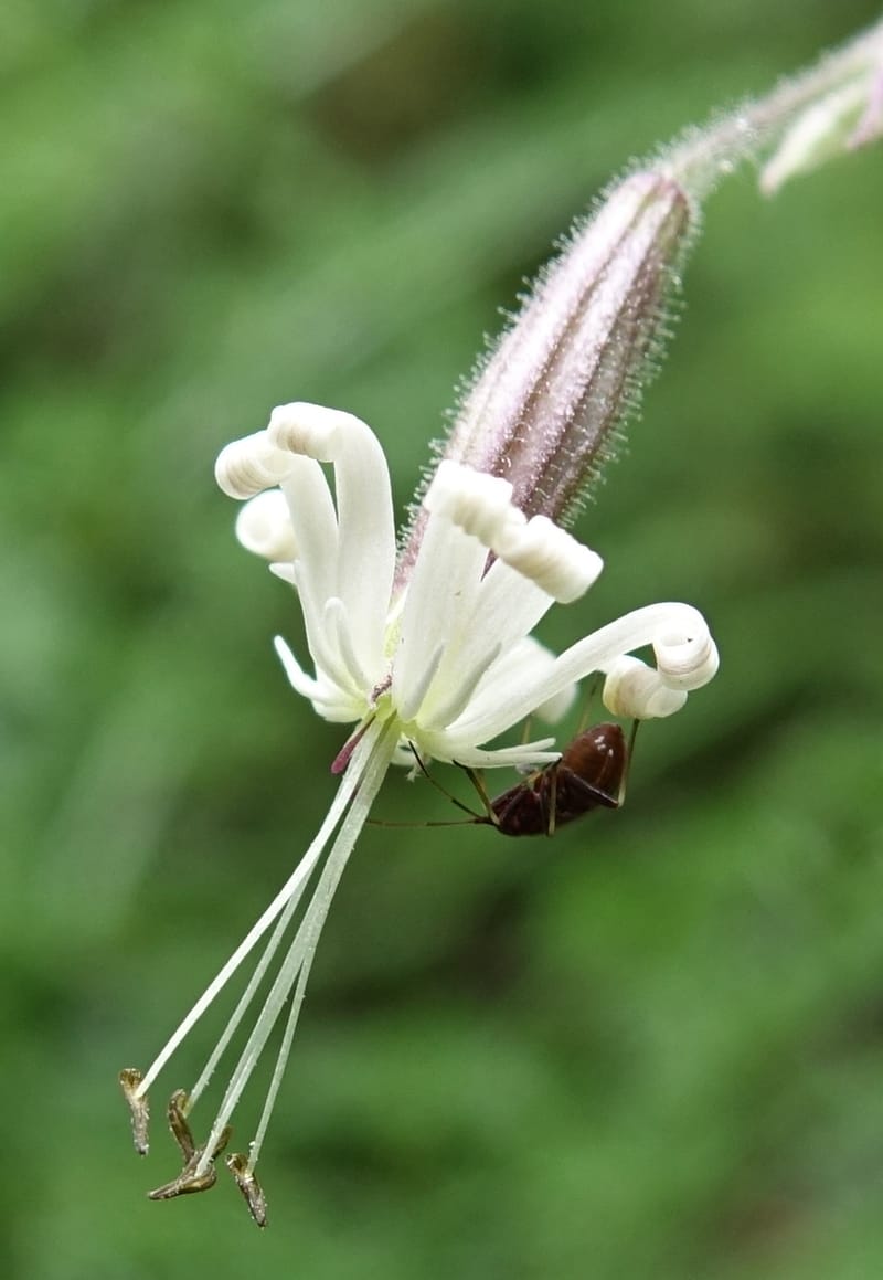 Silene nutans subsp. nutans,  Davidson, C 13266--Switzerland. Oberwald. Chapel St. Nikolas. 2 Jul 2016. DSC07728 (775).JPG