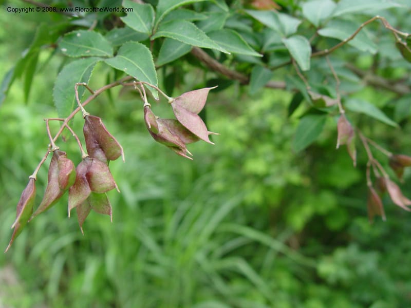 Staphylea bumalda--Japan. Honshu. Shiga Pref. Ibukiyama. 18 Jul 03. 053.jpg