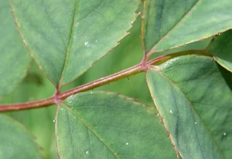 Rosa pendulina, Davidson, C 13265--Switzerland. Oberwald. Chapel St. Nikolas. 2 Jul 2016. DSC07728 (758).JPG