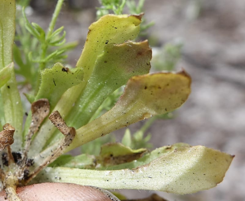 Eremosyne pectinata, Davidson, C 13494--Australia. W. A. Two People's Bay Nat. Res. 29 Oct 2016. DSC06475 (16).JPG