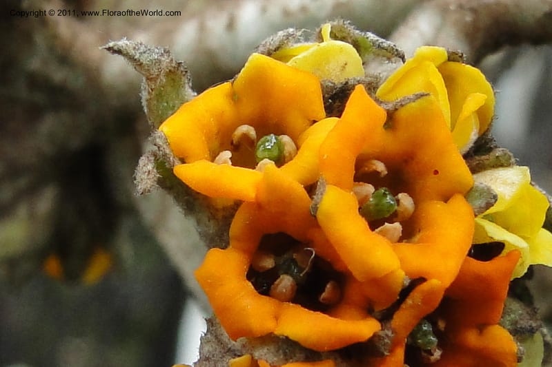Buddleja incana, Ulloa 2067--Ecuador. Pichincha. Res. Ecol. Ilinizas. 4 June 2011. 321 (13).jpg