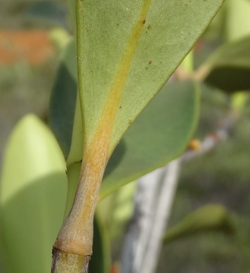 Garcinia, Munzinger, J 7454--New Caledonia. Tiebaghi. 17 Nov 2015. DSC03437 (108).JPG