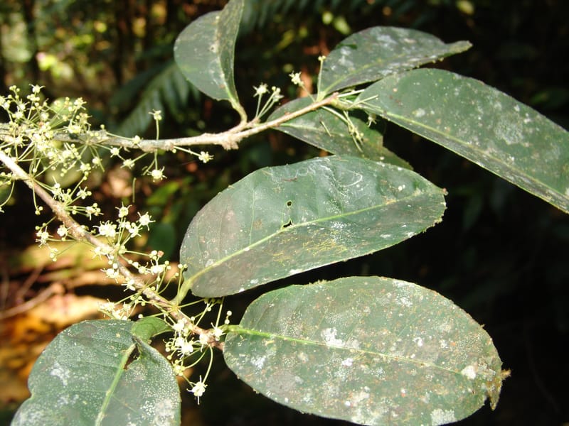 Ilex maxima, Neill 15795--Ecuador. Z.C. Margin of Rio Nangaritza. 17 Sep 07. 206 (11).jpg