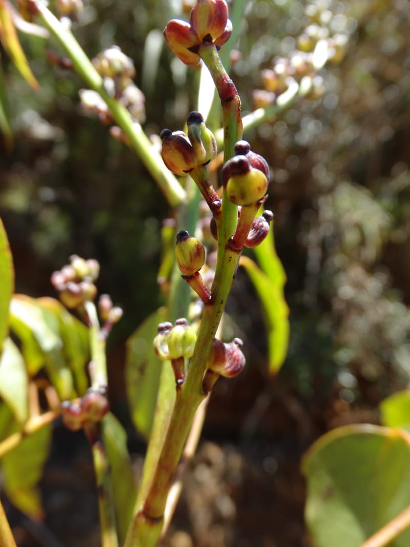 Polyscias, Lowry, P 7417--New Caledonia. PinPin. 20 Nov 2015. DSC03938 (167).JPG