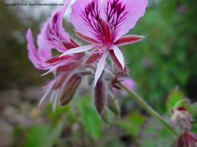 Pelargonium cordatum. 74.209--CA. UC Berkeley Bot. Gard. 11 Feb 03. 060.jpg