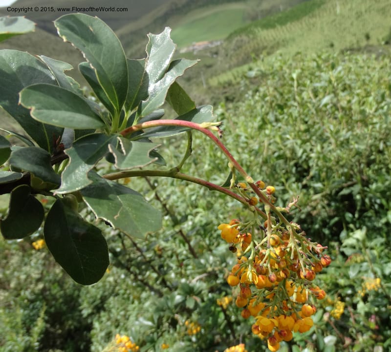 Berberis jamesonii, Ulloa, C 2504--Ecuador. Antesana. Lga. Sta. Lucia. 24 Apr 2015. DSC02778 (130).JPG