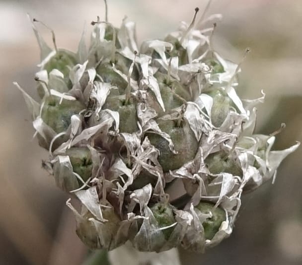 Allium schoenoprasum--Japan. Hokkaido. Teshio Exptl. For. 3 Aug 2016. DSC00757 (76).JPG