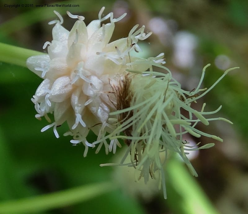 Cymophyllus fraserianus, Davidson, C 12984--North Carolina. Clay Co. Perry Gap Rd, Barnard's Cr. 13 May 2015. DSC04860 (81).JPG
