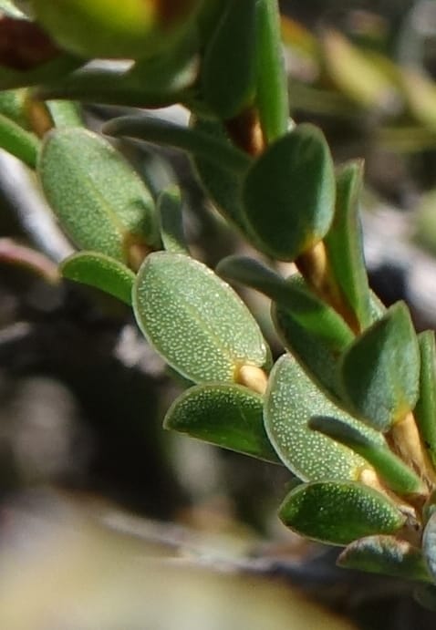 Verticordia ovalifolia, Davidson, C 13408--Australia. W.A. Badingara Tavern Jct. 23 Oct 2016. DSC04482 (74).JPG