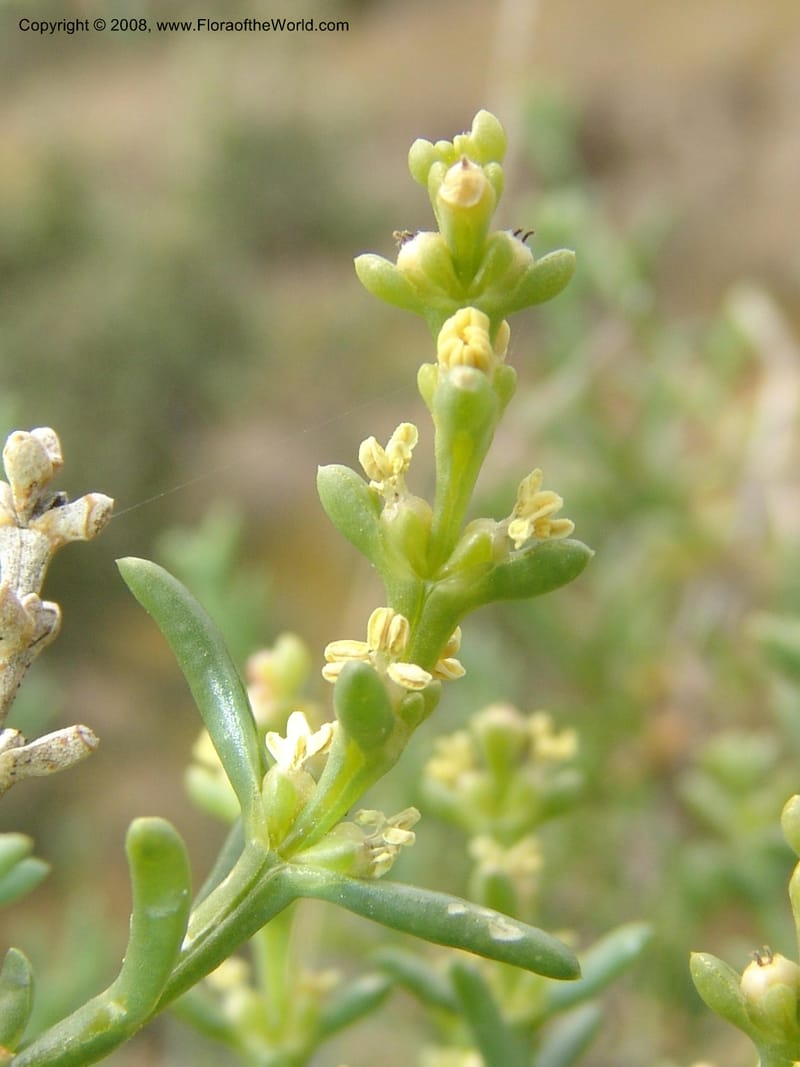 Salsola longifolia--Spain. Prov. Almeria. Tabernas, ca. Mini-hollywood. 22 Apr 05. 138.jpg