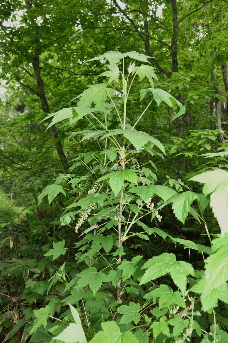 Ribes japonicum--Japan. Niigata. Sasagamine. Yu Memidaira. Forest Therapy Trail. 28 May 2016. DSC04970 (147).JPG