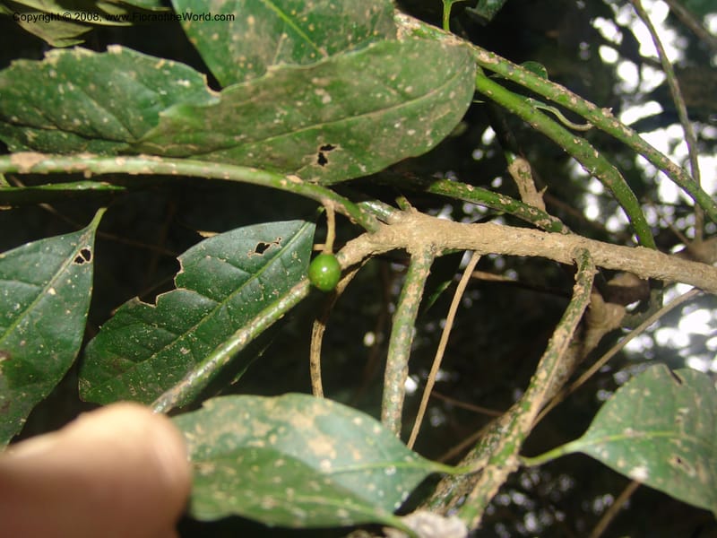 Xymalos monospora--So.Africa. Mpumal. Moodie Mts.  18 Mch 05. 341.jpg