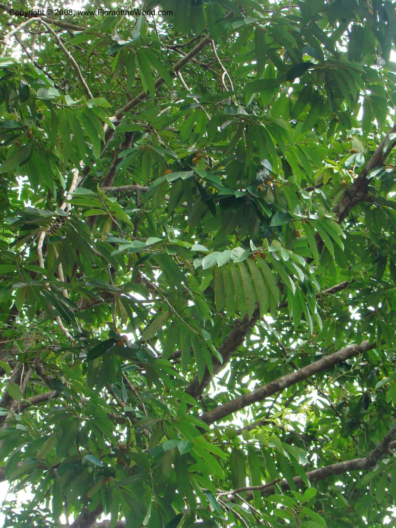 Virola surinamensis, RAguilar11186--Costa Rica. Puntar. Osa. Los Mogos. 17 Apr 08. 061.jpg