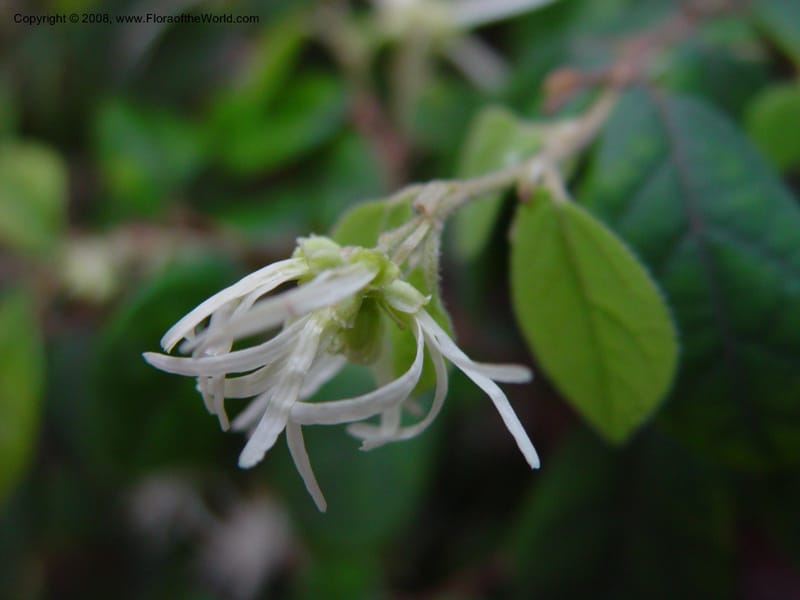 Loropetalum chinense--CA. UCLA. Mathias Bot. Gard. 13 Feb 03. 203.jpg