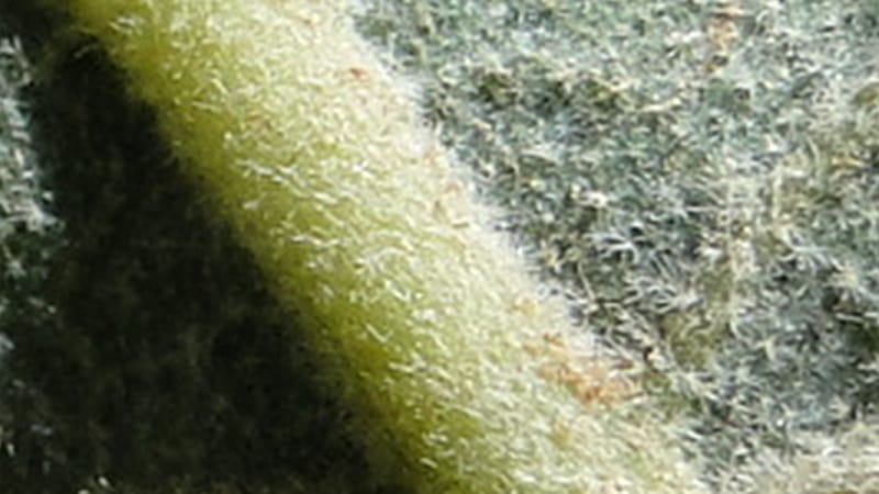 Quercus ithaburensis ssp. macrolepis, A. G. Miller 132.13--Iraq. Kurdistan. Shakh-i Pira Magun. Gueza Khan. 11 June 2010. 017 (9).jpg