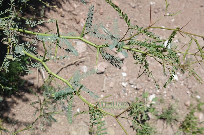 Prosopis torquata, Fortunato 13176--Argentina. Las Bretes. Stop 2. 8 Feb 2018. DSC09642 (14).JPG