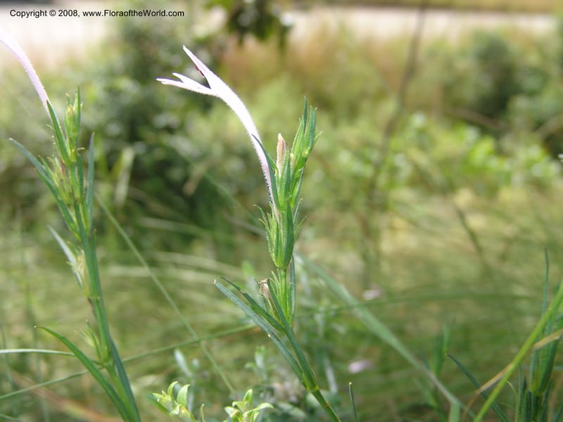 Siphonoglossa linifolia--So.Africa. Mpumal. Moodie Mts.  18 Mch 05. 064.jpg