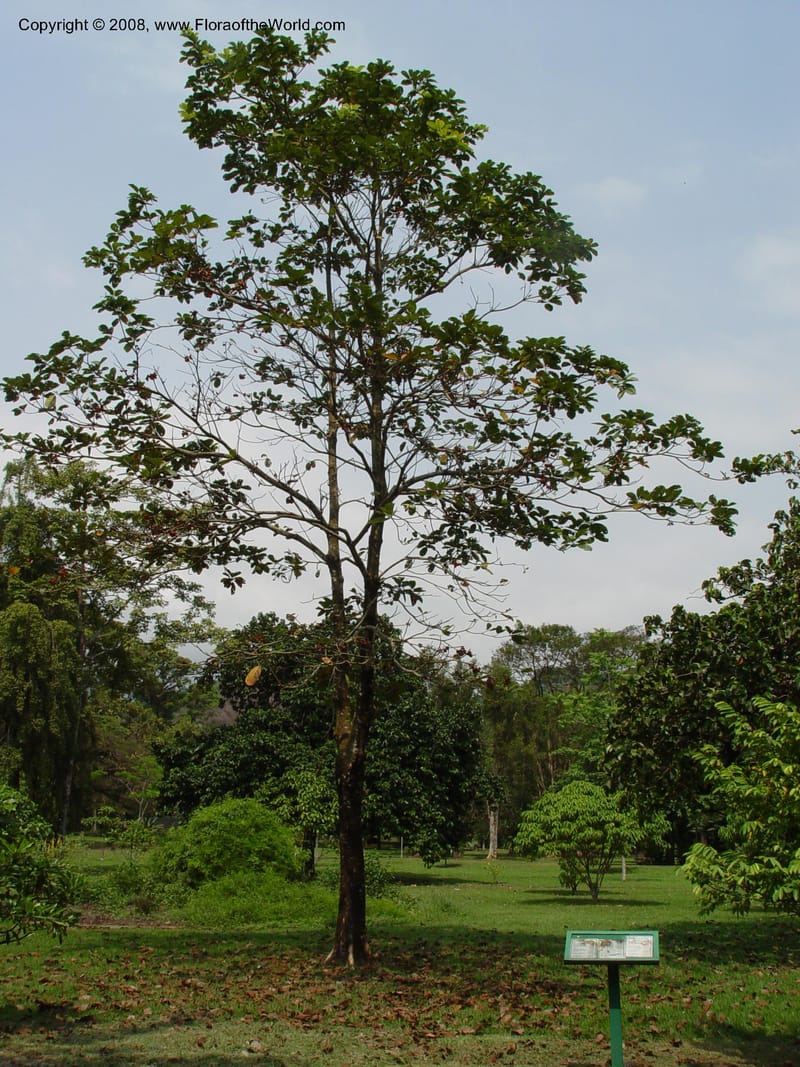 Sterculia tragacantha--Cameroon. Limbe Botanic Garden. 4 Dec 03. 197.jpg