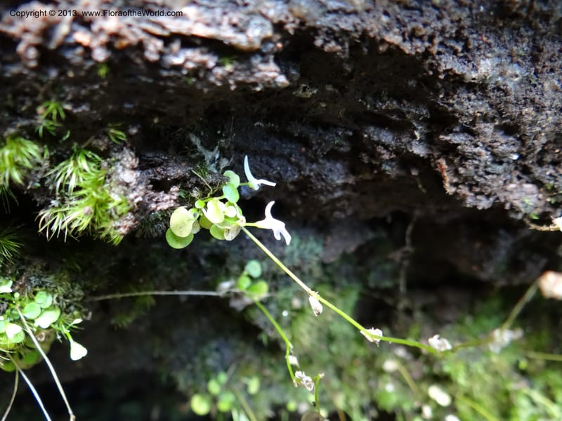 Utricularia, VC 5533--Thailand. Chiang Mai Prov. Doi Pha Hom Pok Nat. Park. 10 Nov 2012. DSC08349 (142).JPG
