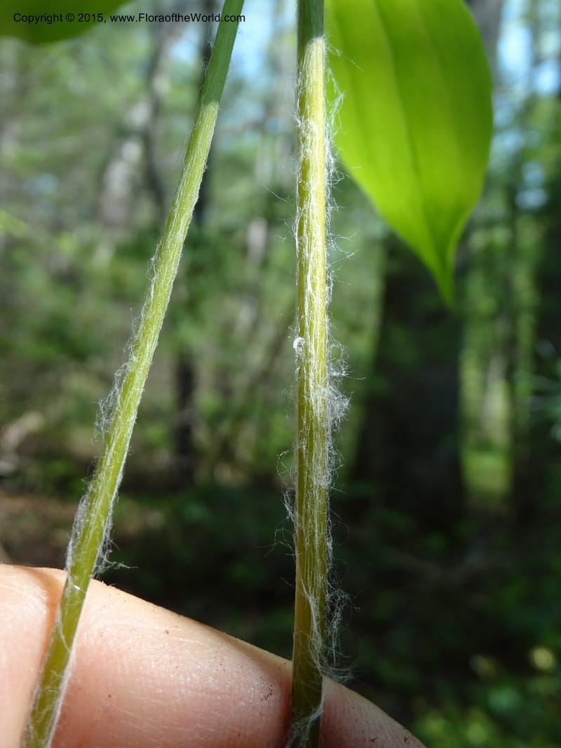 Mediola virginiana, Davidson, C 12947--North Carolina. Trans. Co. W Cradle of For. 11 May 2015. DSC03837 (66).JPG