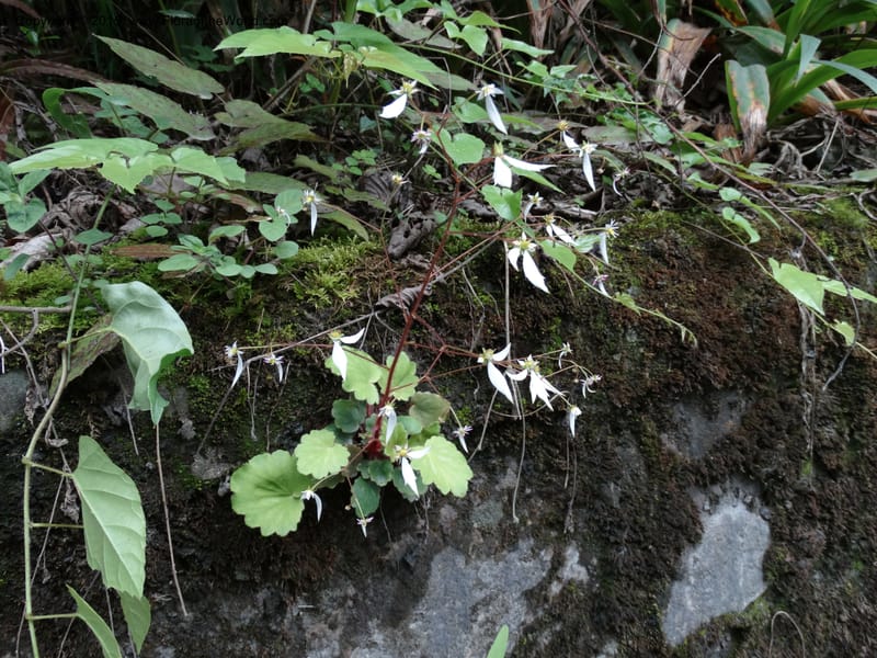 Saxifraga mengtzeana, Boufford, D 43703--China. Sichuan. LongDongZhen on Rd. to LeiYuan Shan. 13 May 2014. DSC05860 (60).JPG