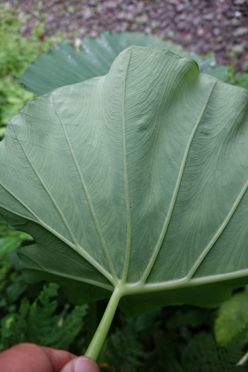 Colocasia formosana, Chung Kuo-Fang 3352--Taiwan. Wulai Distr. Wulai village. Hsing Hsian Trail. 19 May 2016. DSC03046 (210).JPG