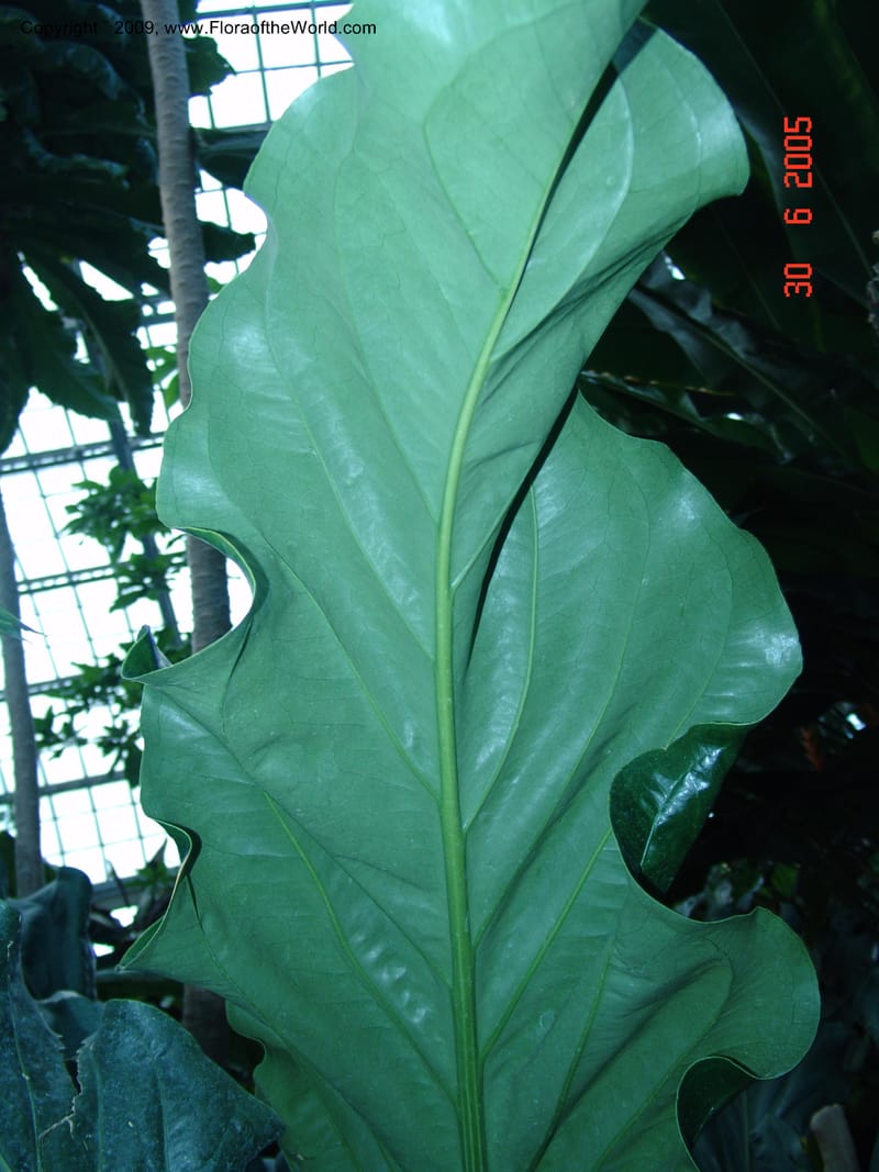 Anthurium plowmanii, Araceae, Chicago-Garfield Conservatory 6-05 081.jpg