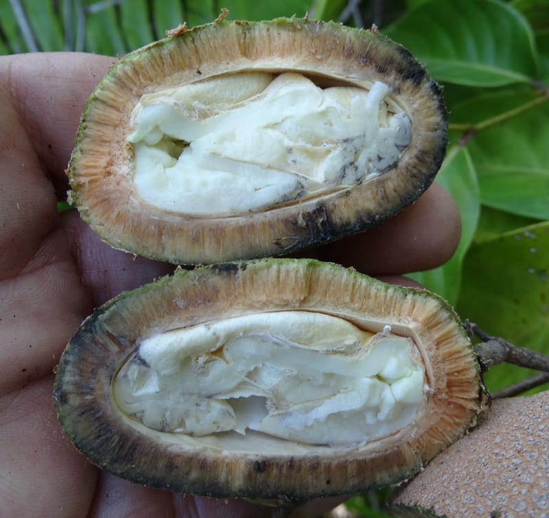 Atuna racemosa, Munzinger, J 7370--Fiji. Wailevu Rd. 6 Nov 2015. FDSC09813 (7).JPG
