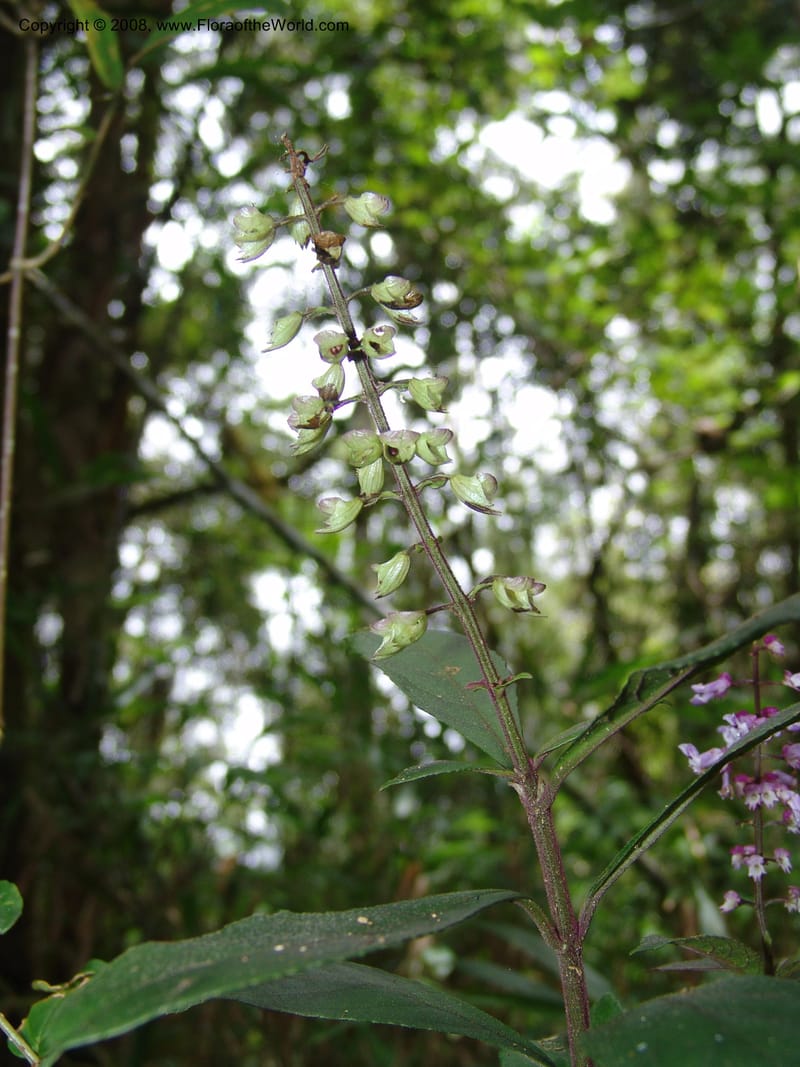 Plectranthus, RRanaivojaona1309--Madag. Prov. Fianar. Ranomafana Nat. Pk. 10 Jan 06. 171.jpg