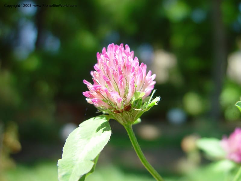 Trifolium pratense--Italy. Univ. Firenze, Giardino dei Simplici, Florence. 22 May 03.  001.jpg