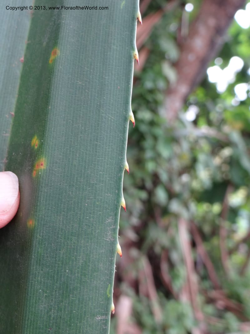 Pandanus unicornutus, Callmander, M 1049--Thailand. Chumphon Prov. Tambon Mab Amarit. 13 Nov 2012. DSC09009 (19).JPG