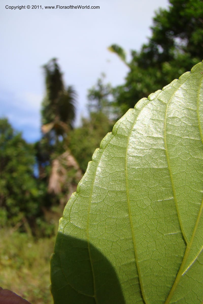 Gouania myriocarpa, Razafindraibe 210--Madagascar. Prov. Fianarantsoa. RN 12. 14 Jan 09. 285 (4).jpg