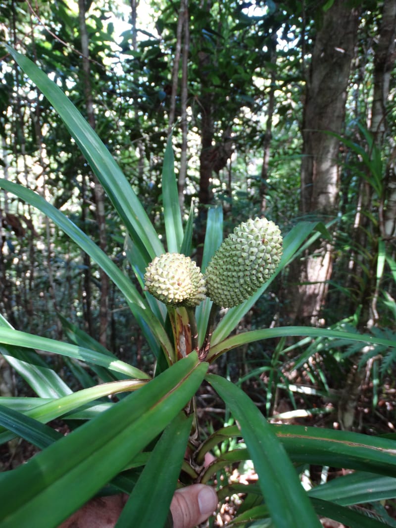 Freycinetia, Callmander, M 1234--New Caledonia. Haute Robinson. 11 Nov. 2015. DSC00909 (454).JPG