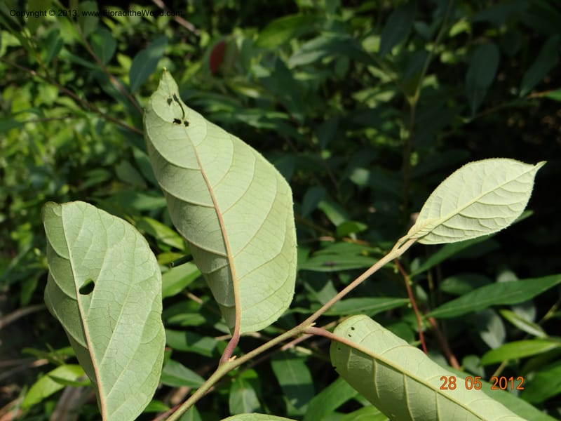 Pterostyrax corymbosus, Li Pan 1205274--China, Zhejiang, Shunxi, 28 May 2012 142 (2).JPG