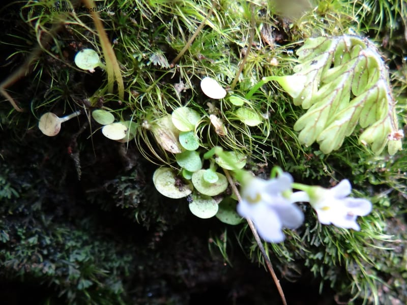 Utricularia, VC 5533--Thailand. Chiang Mai Prov. Doi Pha Hom Pok Nat. Park. 10 Nov 2012. DSC08349 (124).JPG