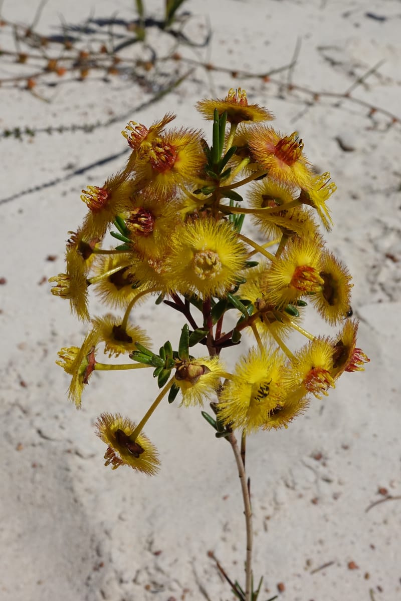 Verticordia nobilis, Davidson, C 13427--Australia. W.A. Green Head-Coorow Rd. Stop 2. 24 Oct 2016. DSC04873 (124).JPG