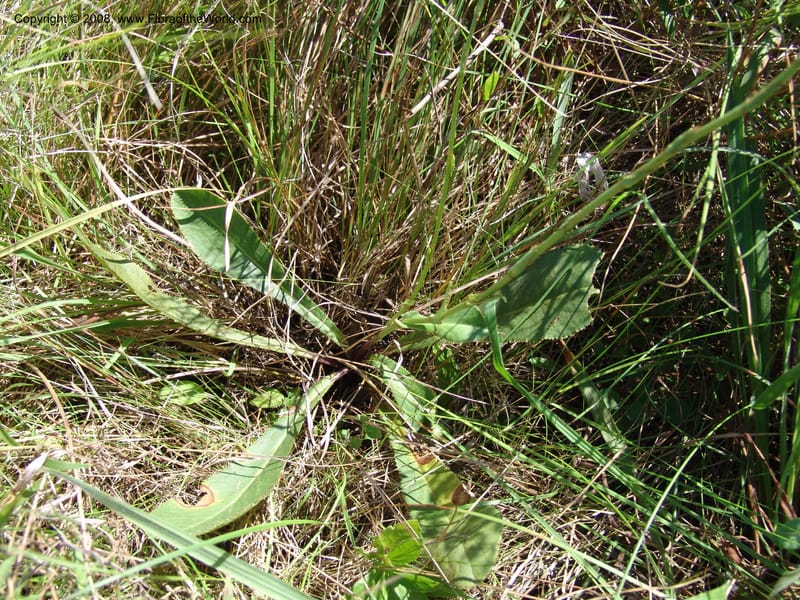 Alepidia longifolia--So.Africa. E. Cape. Umtamvuna Nat. Re. 11 Mch 05. 294.jpg