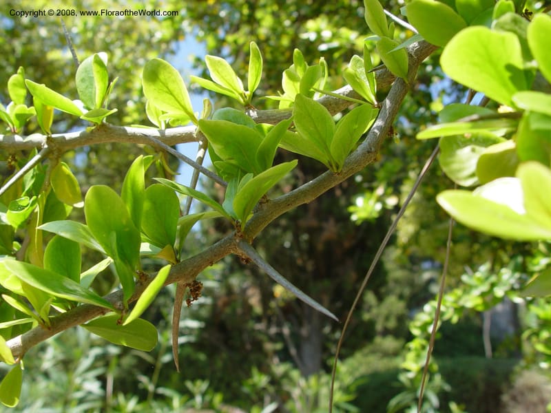 Dovyalis caffra--Spain. Blanes. Marimurtra Bot. Gard. 24 Apr 04. . 194.jpg
