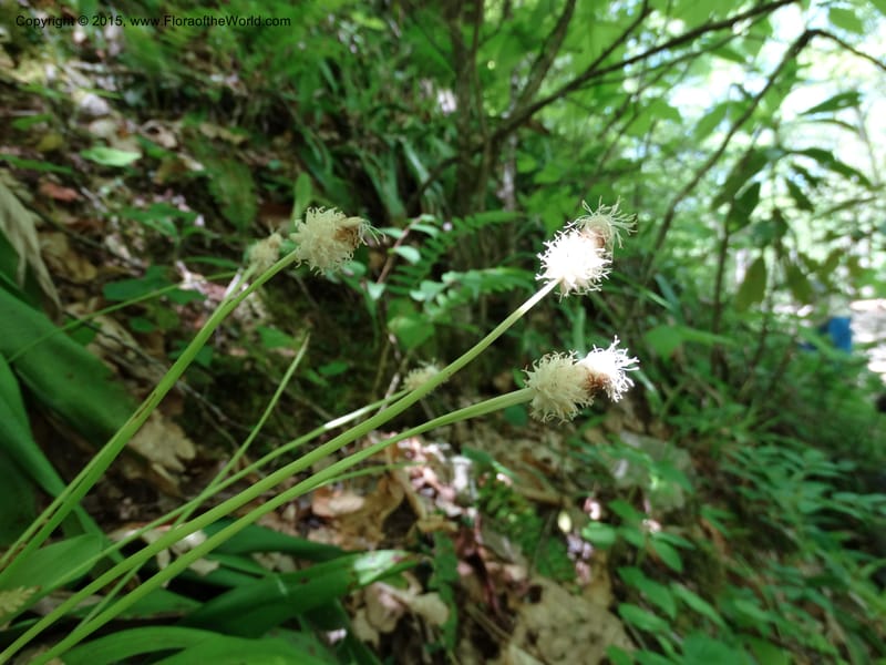 Cymophyllus fraserianus, Davidson, C 12984--North Carolina. Clay Co. Perry Gap Rd, Barnard's Cr. 13 May 2015. DSC04860 (83).JPG