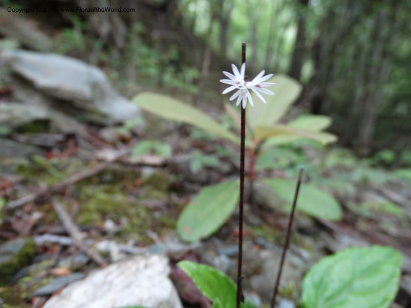 Ainsliaea, Boufford, D 43726--China. Sichuan. YangLiuPing to LongDianZi. 14 May 2014. DSC06764 (10).JPG