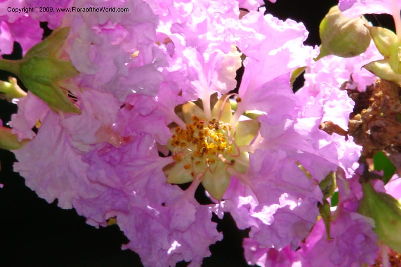 Lagerstroemia mathewsii--South Africa. Durban Botanical Garden. 30 Jan 09. 137.jpg