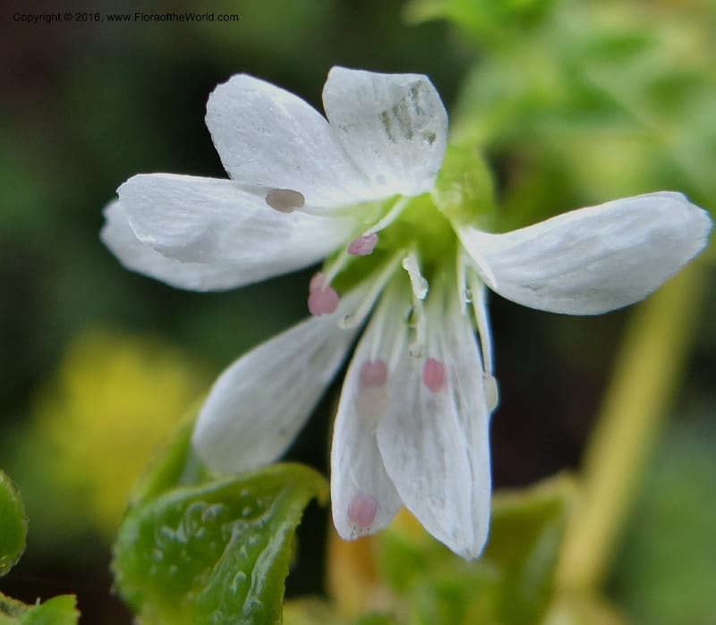 Cerastium, Ulloa, C 2388--Ecuador. Azuay. Matanga. 2 Oct 2012. DSC06351 (280).JPG