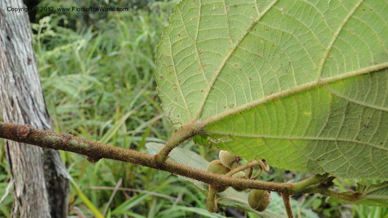 Grewia, D. Ravelonarivo 3399--Madagascar. Ambolotara. Ambodini, Vatovavy. 3 May 2010 218 (7).jpg