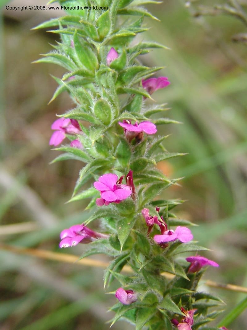 Muraltia alopecuroides--So.Africa. E. Cape. Van Stadens Wildfl. Res.. 6 Mch 05. 085.jpg
