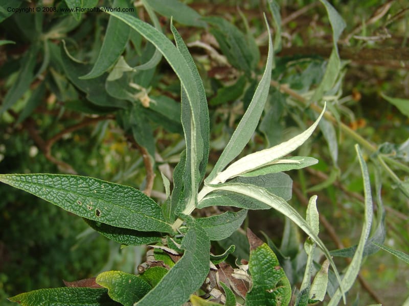 Buddleja globosa, 77.0292CA. UC Berkeley Bot. Garden.  30 Jun 06. 124.jpg