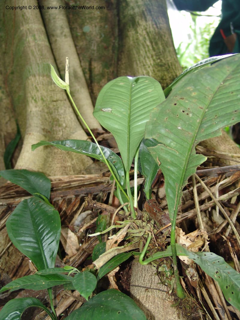 Anthurium oxycarpum, AAraujoM3111--Bolivia. Pq. Nal. Madidi. Chalalan, Send. Jaguar. 25 Sep 06. 207.jpg