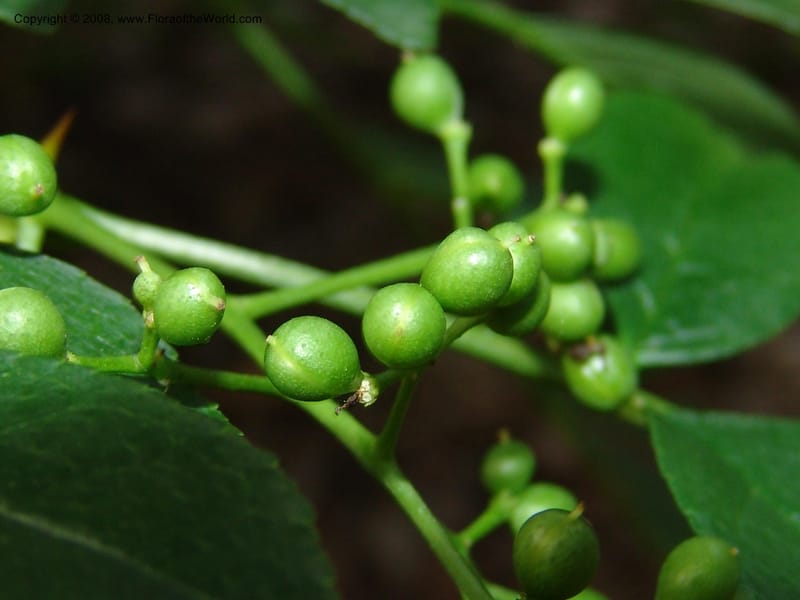 Zanthoxylum simulans--IL. Chicago. Morton Arboretum. 1 Jul 05. 157.jpg