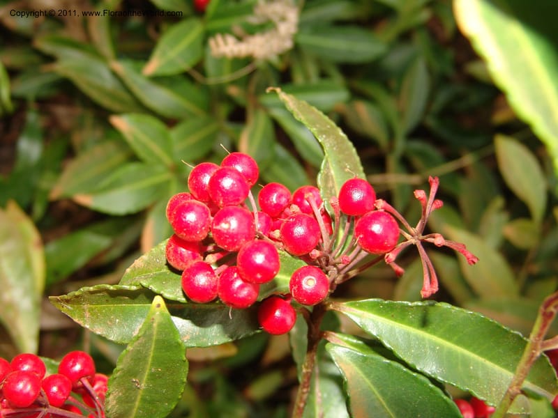 Ardisia, ROR1572--Madag.  Parc Nat. Montagne d'Ambre. 10 Nov 06. 007.jpg